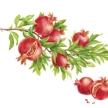 Гранатовая ветка