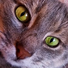 Схема вышивки «Кицуна»