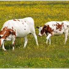 Схема вышивки «корова на лугу»