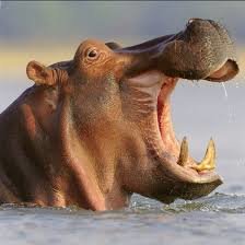 Схема вышивки «бегемот»