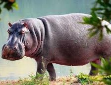 Схема вышивки «бегемот»