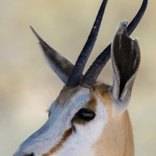 Схема вышивки «антилопа»