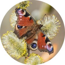 Схема вышивки «№2831069»