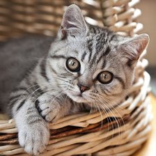 Схема вышивки «№2831455»