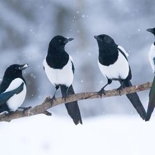 Схема вышивки «сороки»