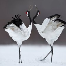 Схема вышивки «танец журавлей»