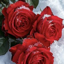 Схема вышивки «rosen»