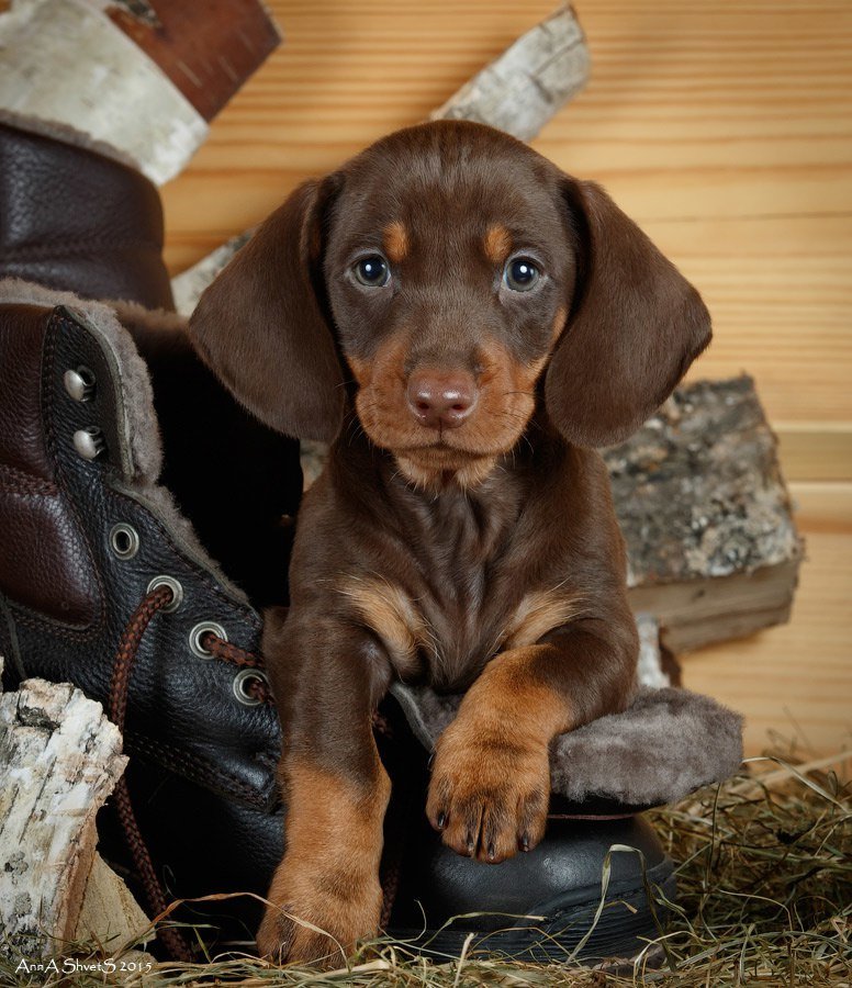 щенок таксы - щенок, такса - оригинал