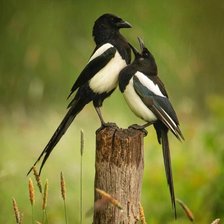 Схема вышивки «беседа»