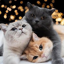 Схема вышивки «любимое трио»