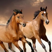 Схема вышивки «пара лошадей»