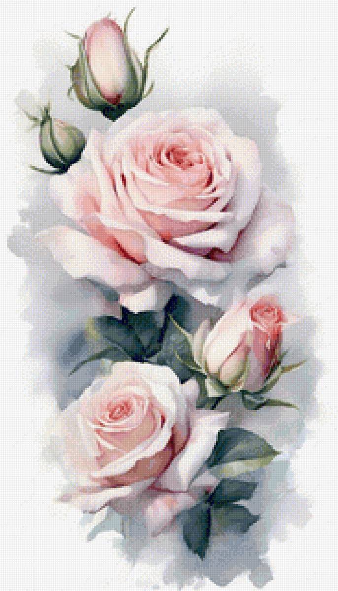 Розовые розы - розы, цветы - предпросмотр