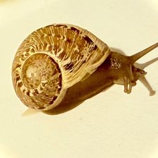 Схема вышивки «Улитка»