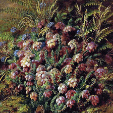 Альберт Дюрер лукас