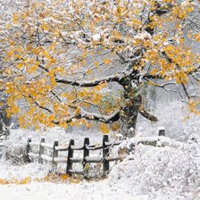 Схема вышивки «клен , ты  мой опавший»