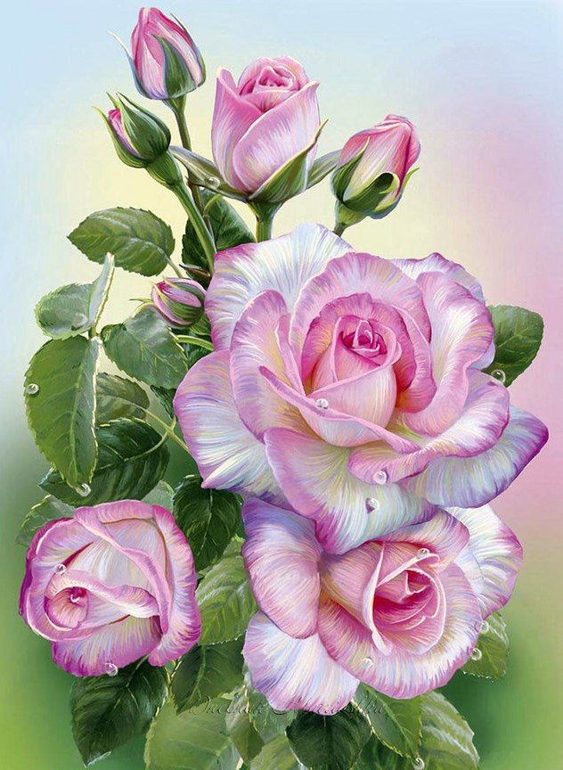 розы - цветы - оригинал