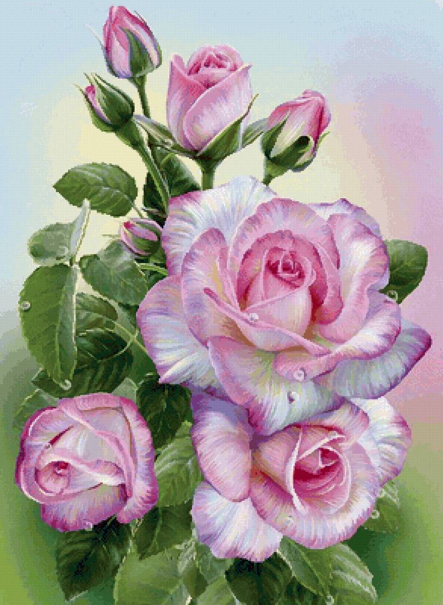 розы - цветы - предпросмотр