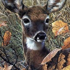 Схема вышивки «Оленёнок в траве»