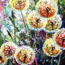 Цветы одуванчики