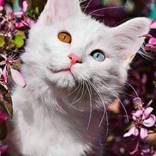 Схема вышивки «Милка1»