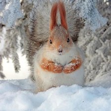 Схема вышивки «Белочка»