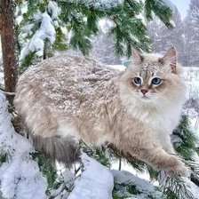 Схема вышивки «Котик»