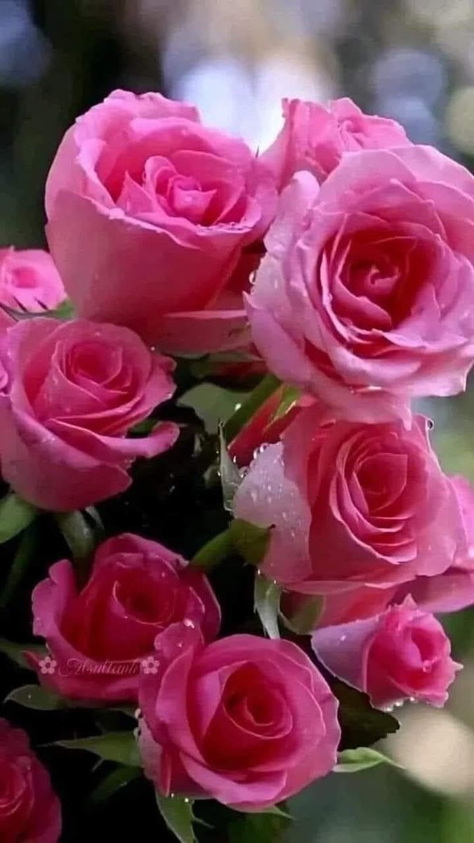 Розы - розы, цветы - оригинал