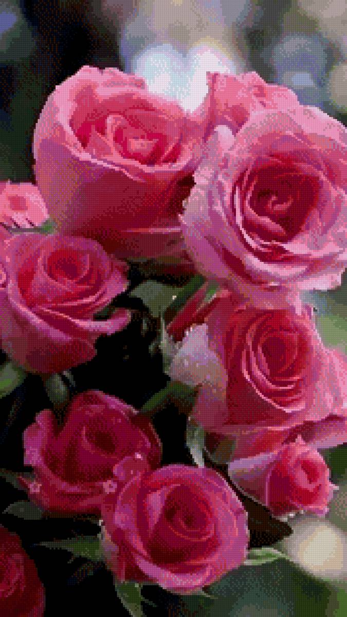 Розы - розы, цветы - предпросмотр