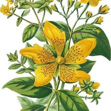 Схема вышивки «цветы»