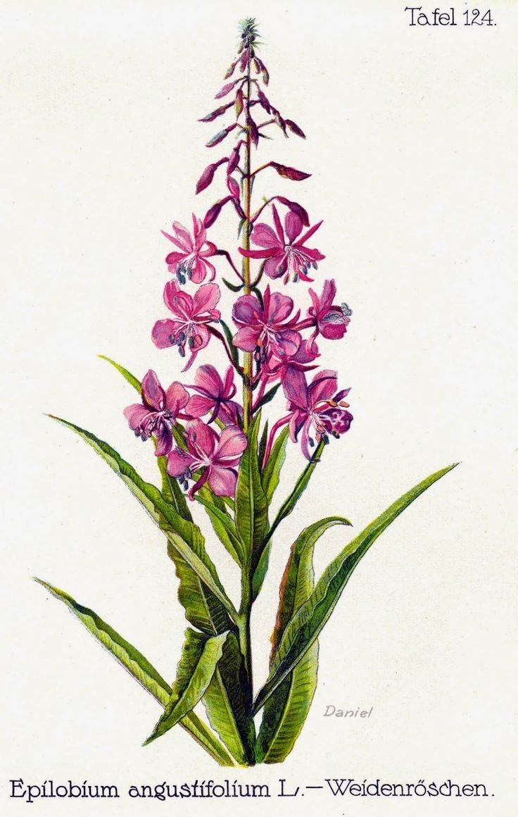 цветы - оригинал