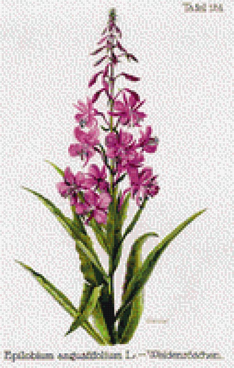 цветы - предпросмотр