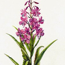 Схема вышивки «цветы»