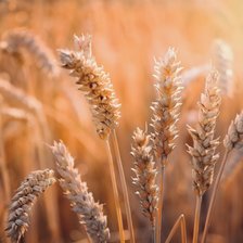 Схема вышивки «Колосья гамма»