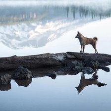 Схема вышивки «Пёс»