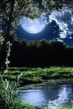 Схема вышивки «ночь в лесу»