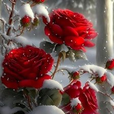 Схема вышивки «Зимние розы»