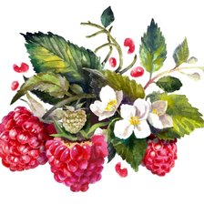 Схема вышивки «малина»