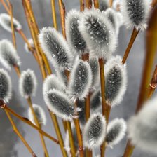 Схема вышивки «Верба»