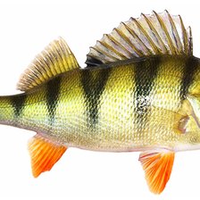 Схема вышивки «Окунь»