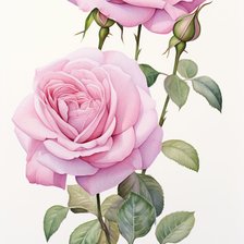 Схема вышивки «розы»