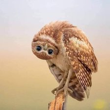 Схема вышивки «Sova, совушка»