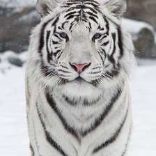 Схема вышивки «Белый тигр»