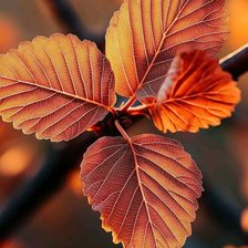 Схема вышивки «leaf 1»