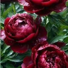 Схема вышивки «Flowers»