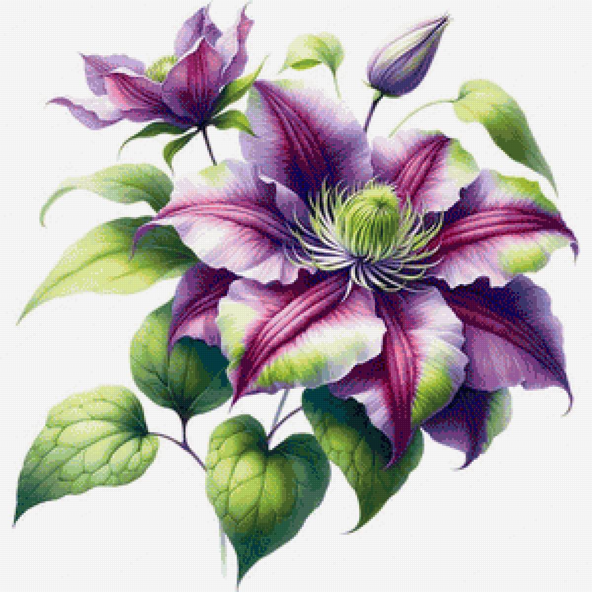 Клематис - цветы, цветок, клематис - предпросмотр