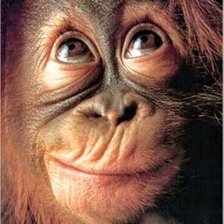 Схема вышивки «Обезьяна»