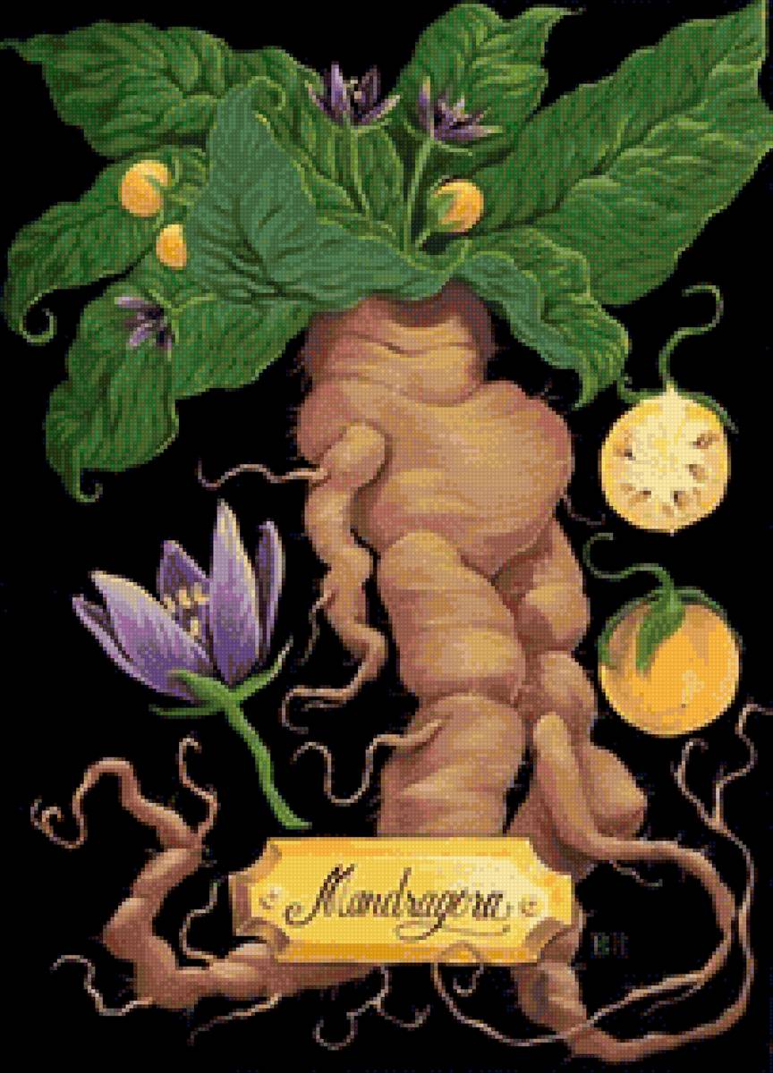 мандрагора - предпросмотр