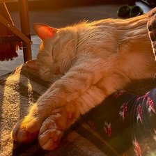 Схема вышивки «Рыжий кот»