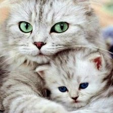 Схема вышивки «Кошка с котёнком»