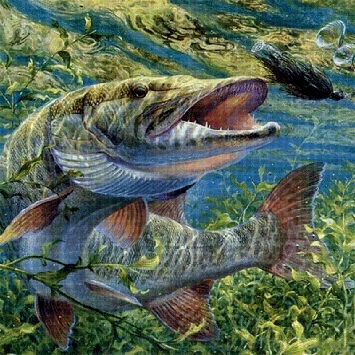 Щука - рыба - предпросмотр